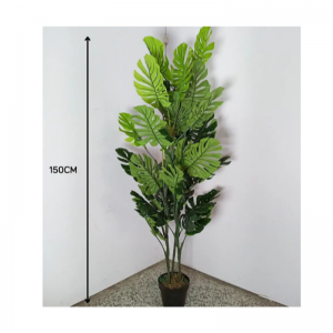 Bacic plants